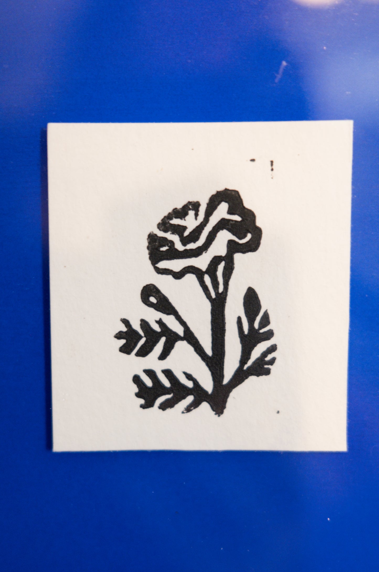 Chrysanthemum - flower